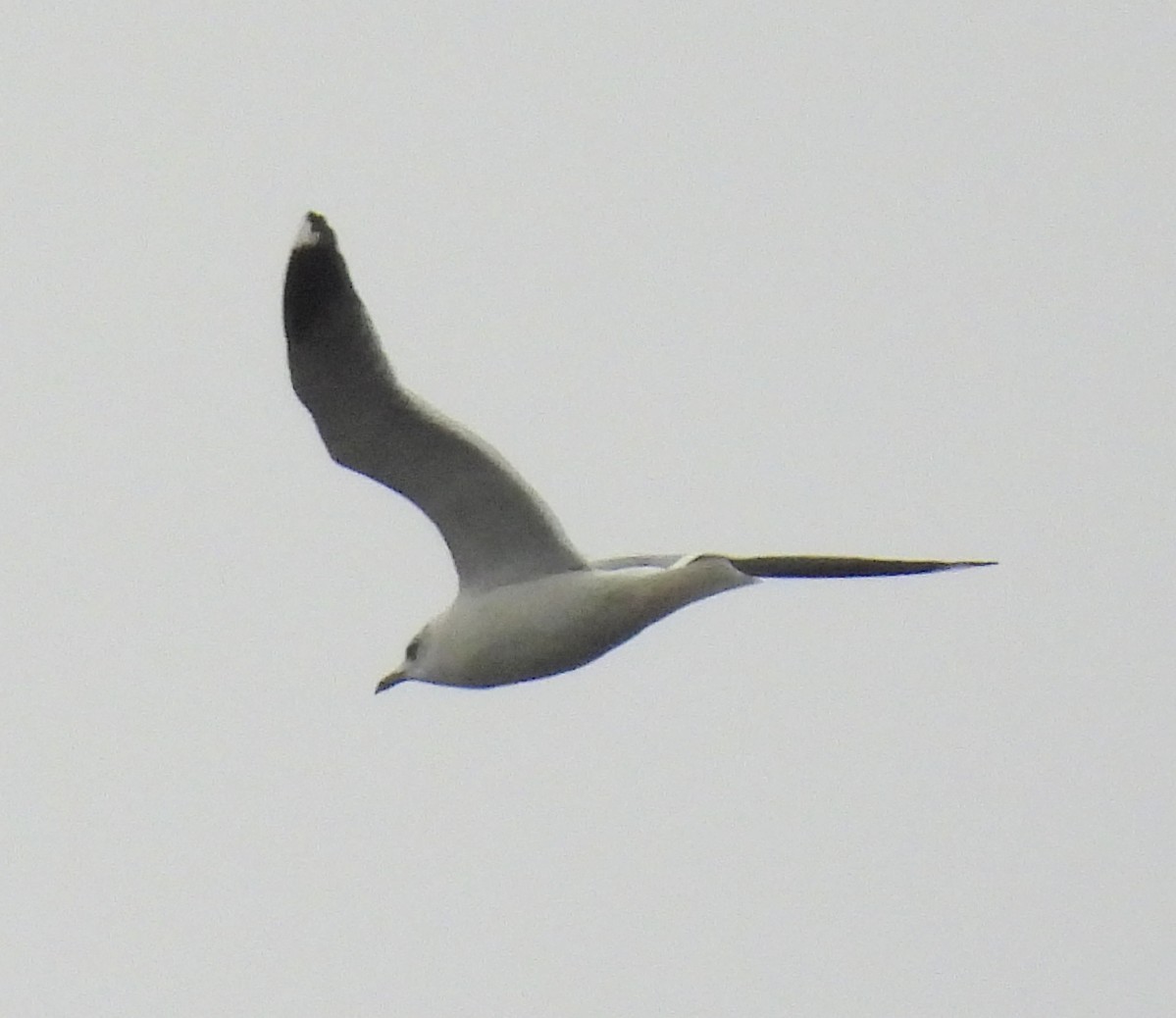 Common Gull - ML645339667