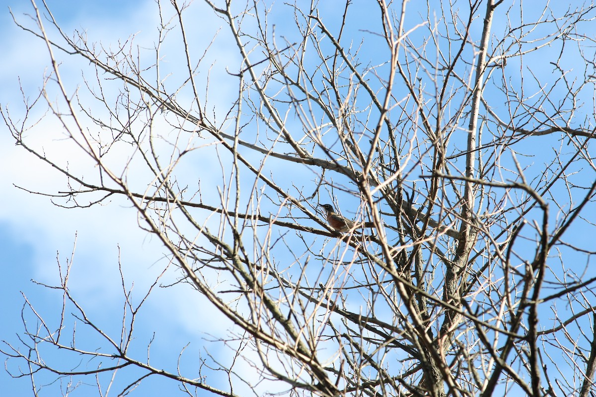 American Robin - ML645339673