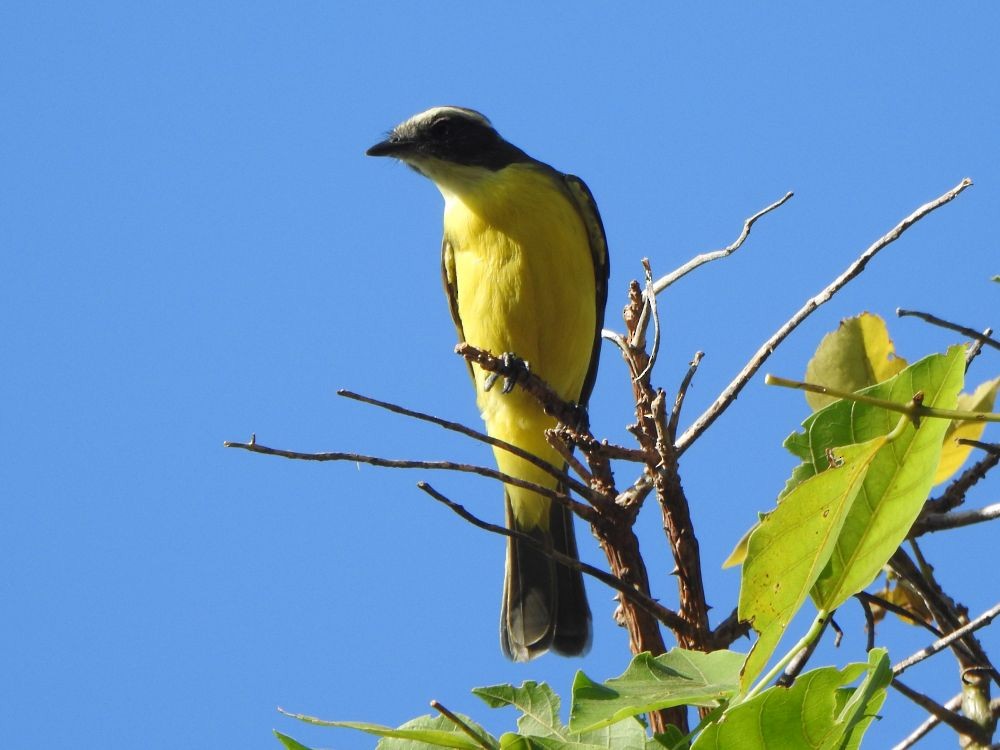 Sosyal Tiran - ML645339674