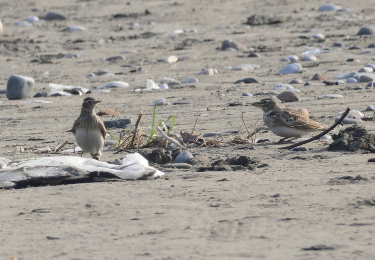 Alouette calandre - ML645339677