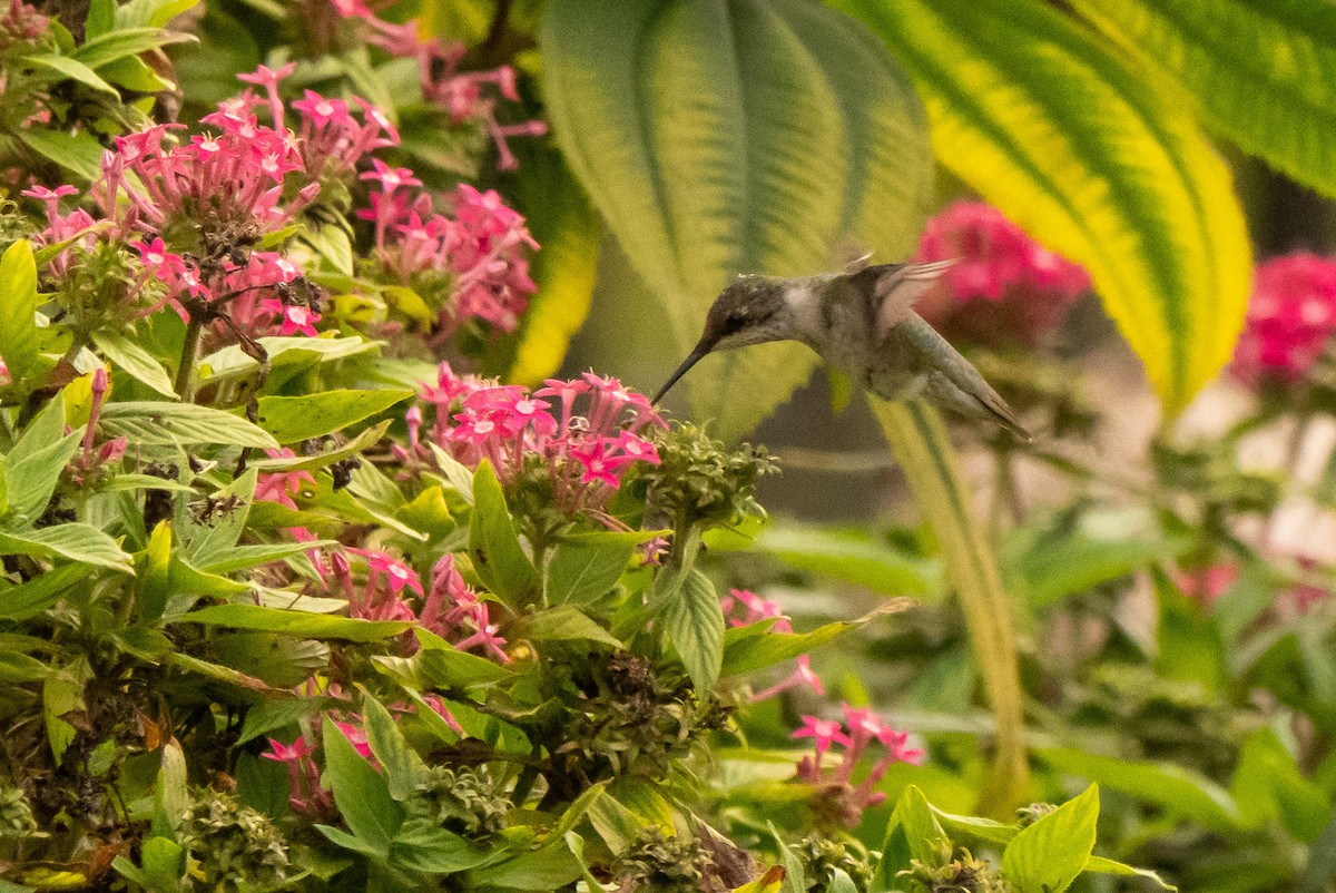 Ruby-throated Hummingbird - ML645339692