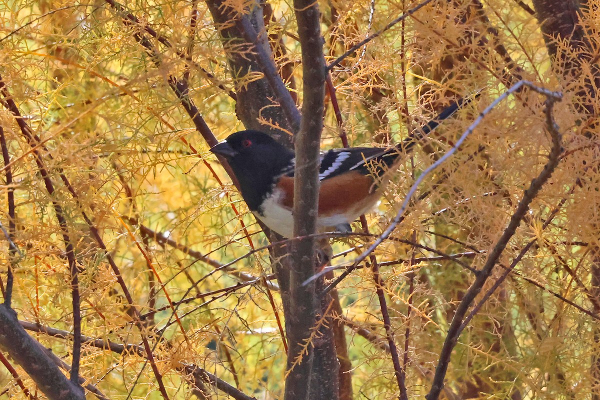 Spotted Towhee - ML645339694