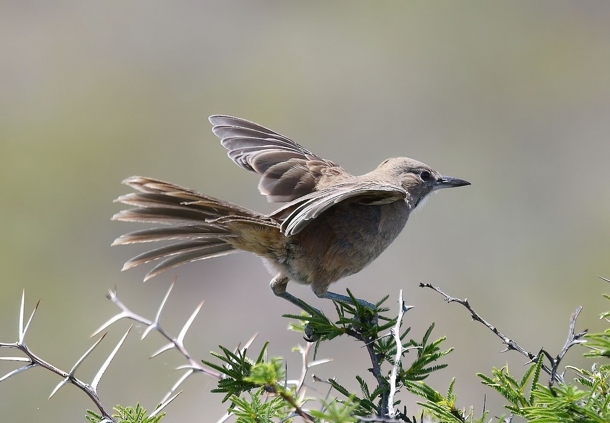 ノドジロエボシカマドドリ - ML645339698