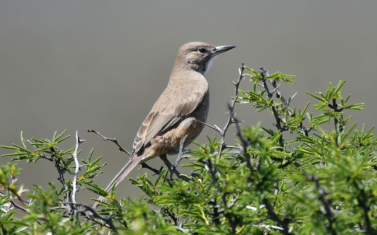 ノドジロエボシカマドドリ - ML645339699