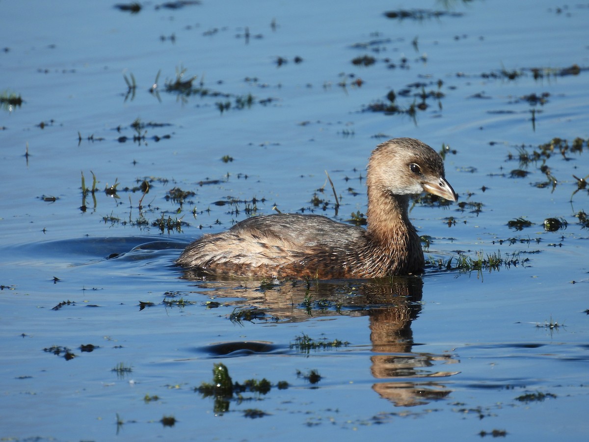 Pied-billed Grebe - ML645339700