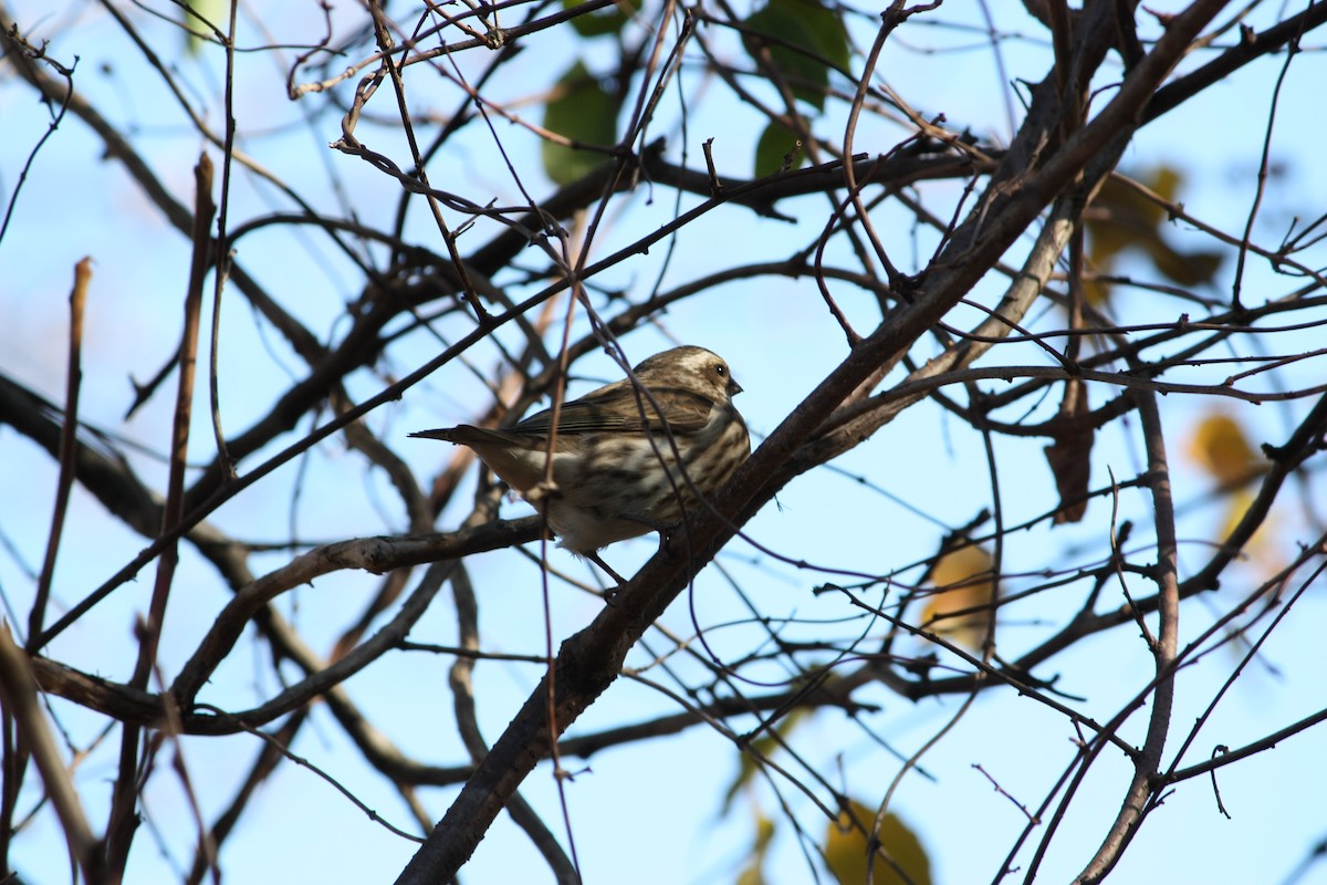 Camachuelo Purpúreo - ML645339702