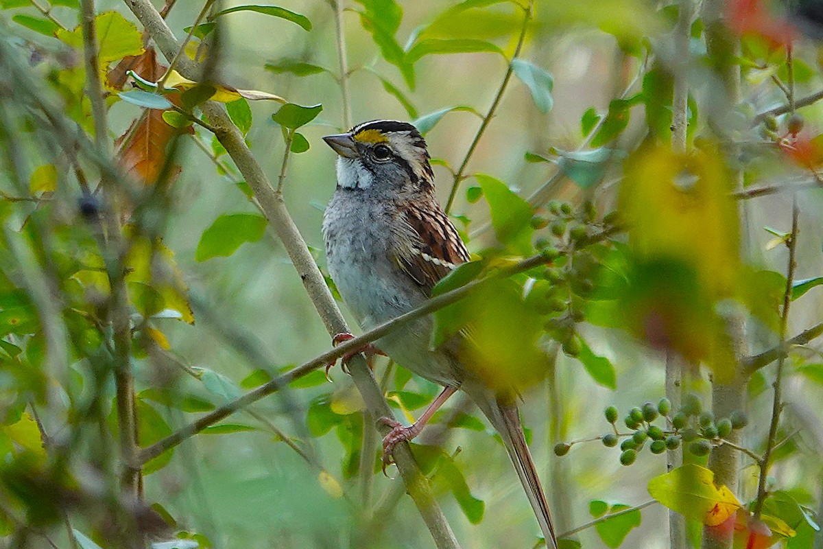 White-throated Sparrow - ML645339705