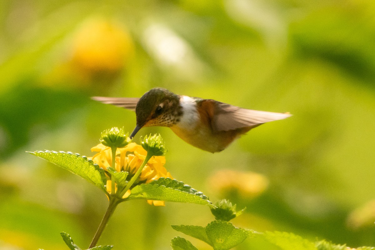 Scintillant Hummingbird - ML645339706