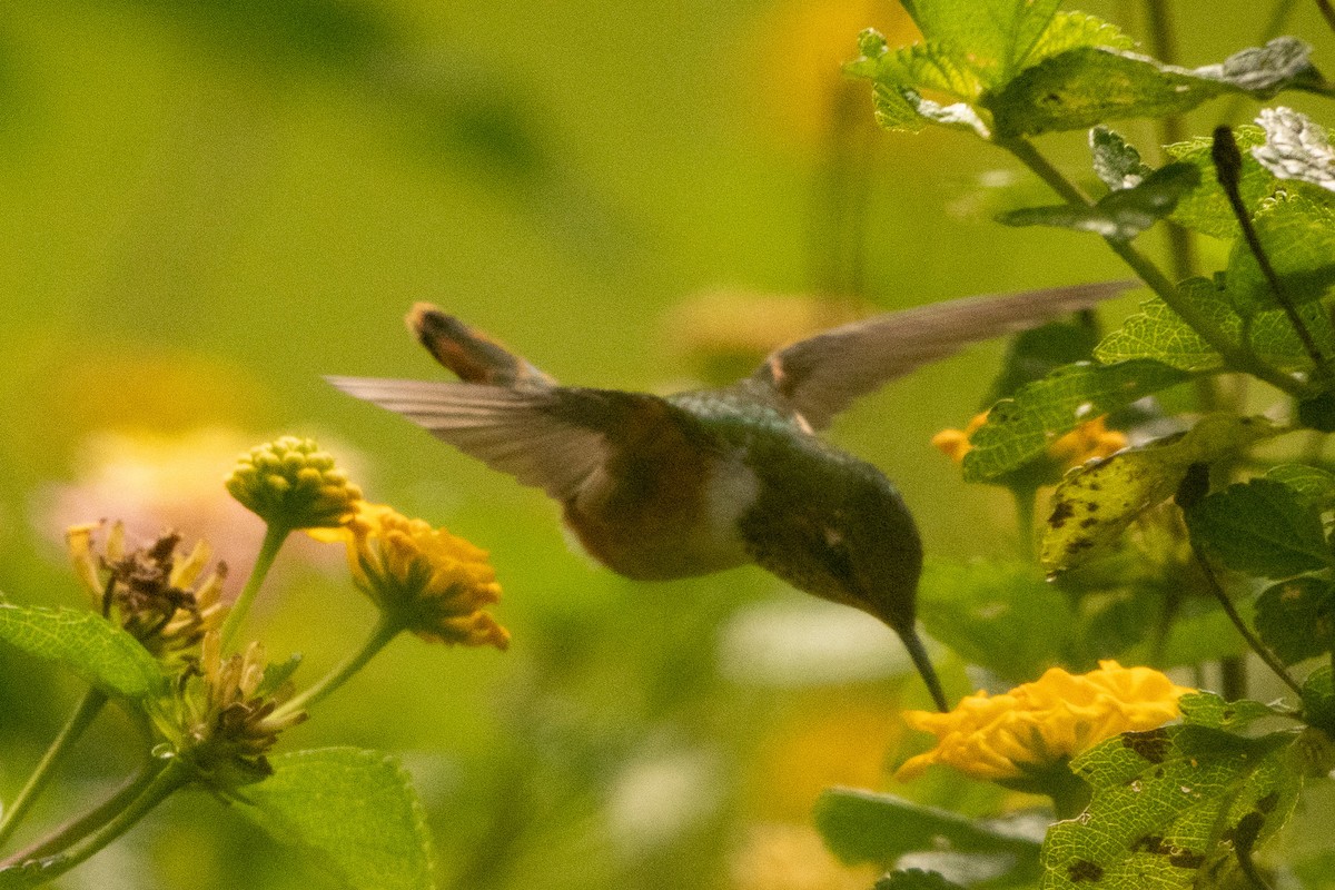 Scintillant Hummingbird - ML645339707