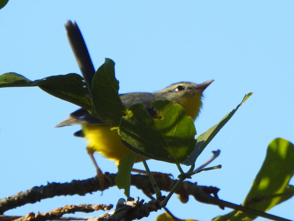 Golden-crowned Warbler - ML645339710