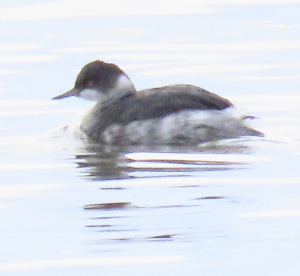 Eared Grebe - ML645339719