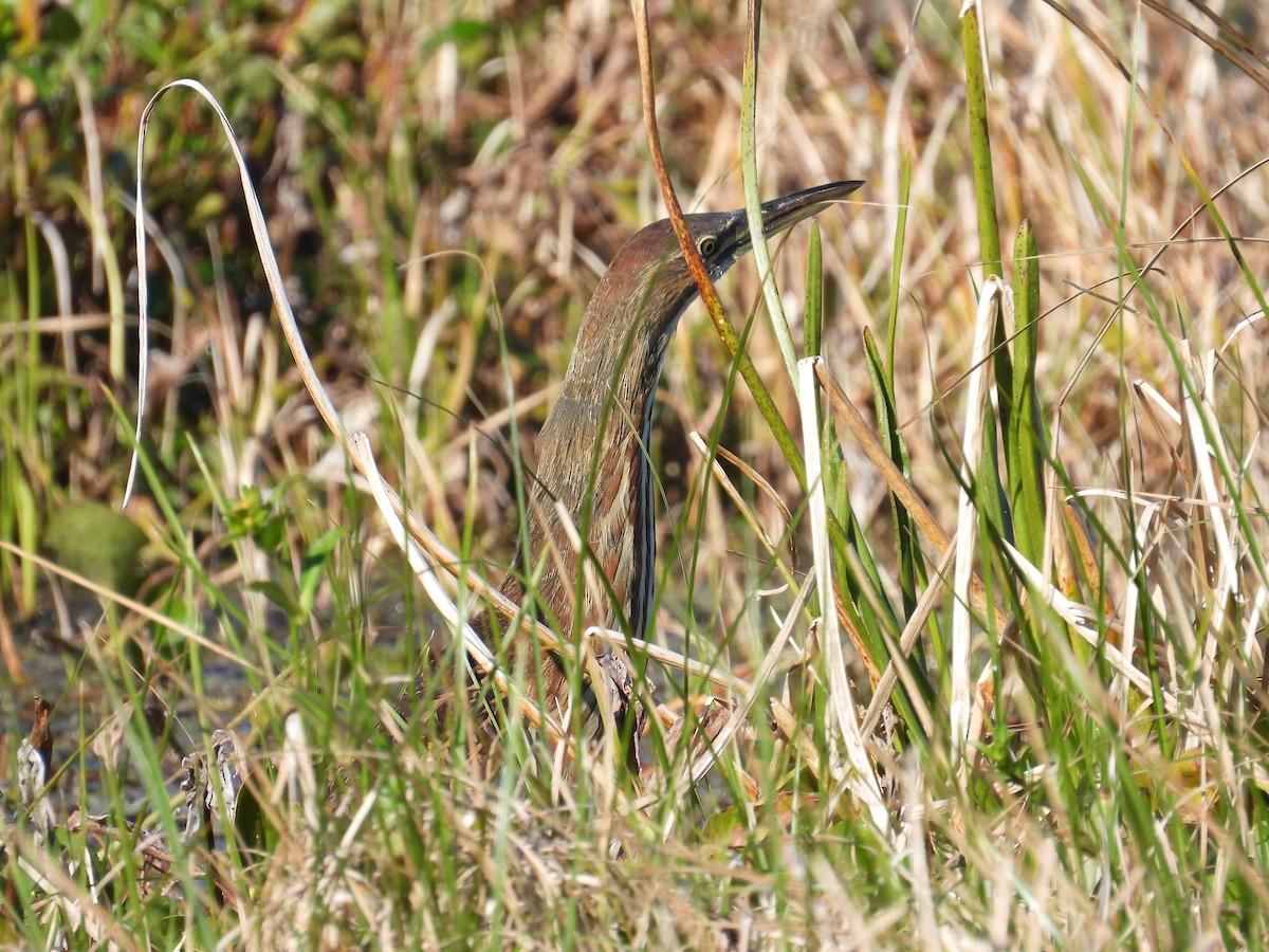 American Bittern - ML645339723