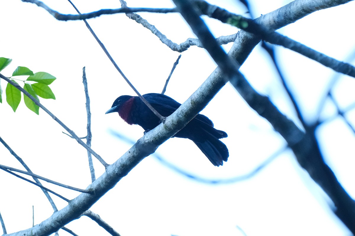 kotinga purpurovohrdlá - ML645339724