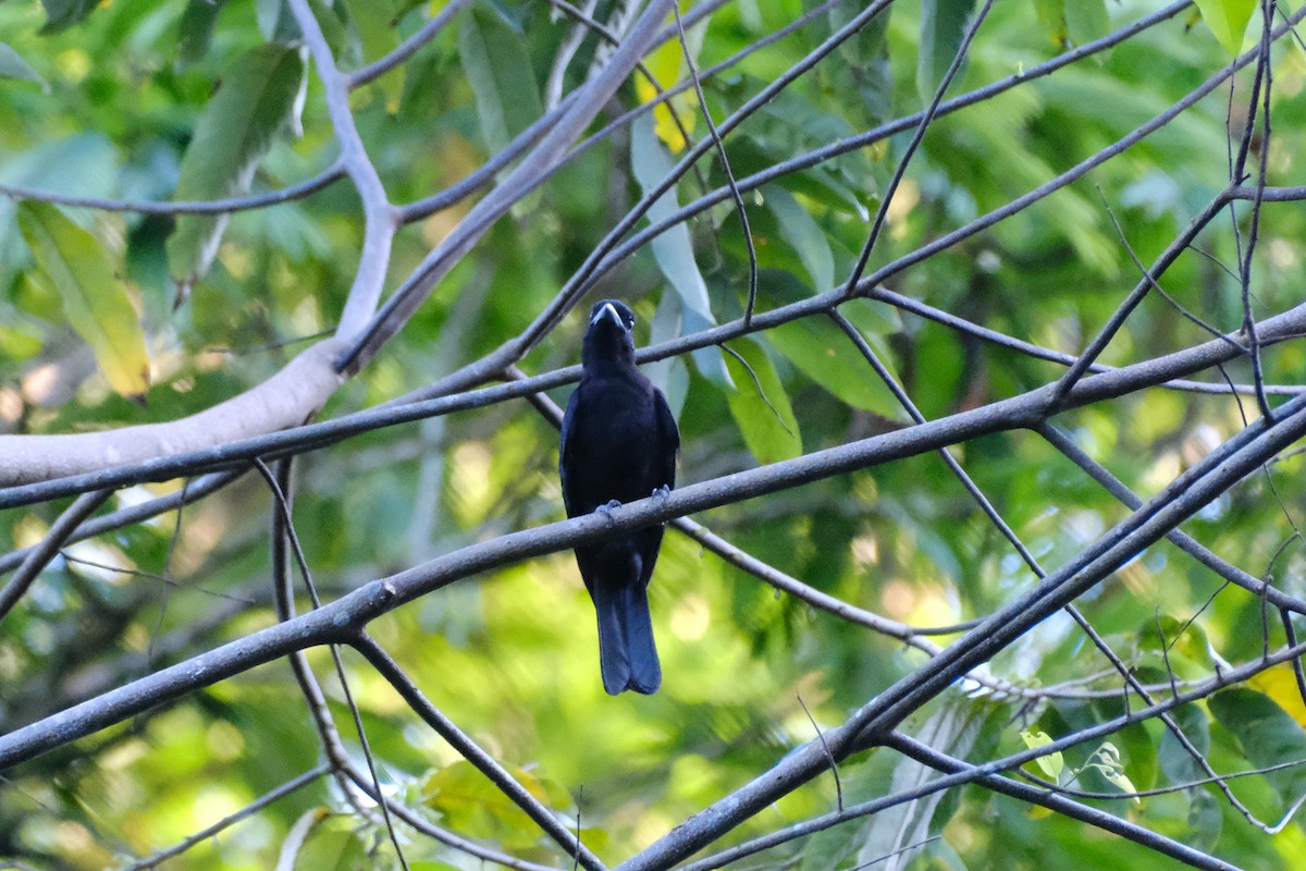 kotinga purpurovohrdlá - ML645339725