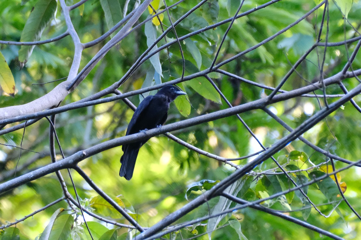 kotinga purpurovohrdlá - ML645339726