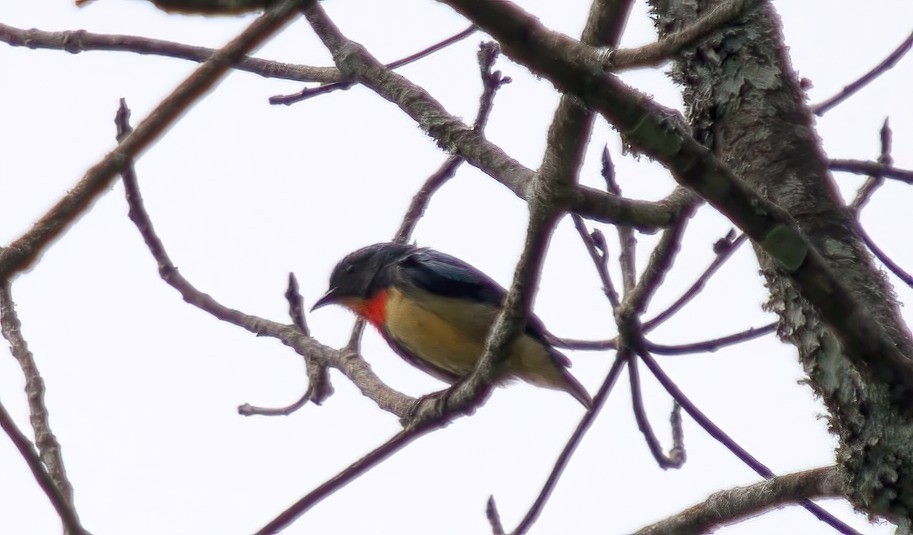 Fire-breasted Flowerpecker - ML645339727