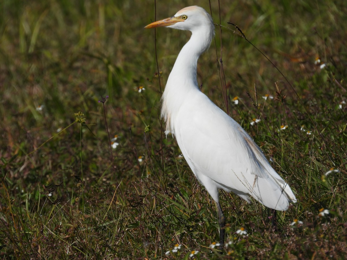 Western Cattle-Egret - ML645339749