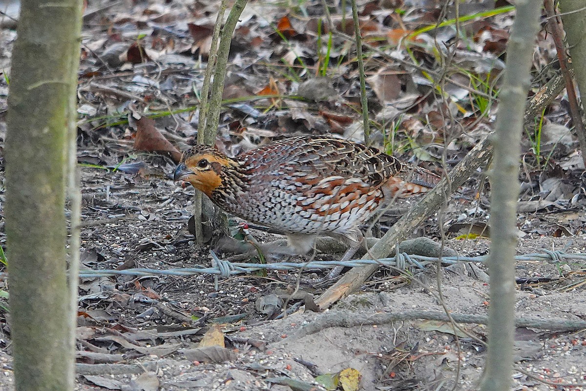 Colino della Virginia - ML645339750