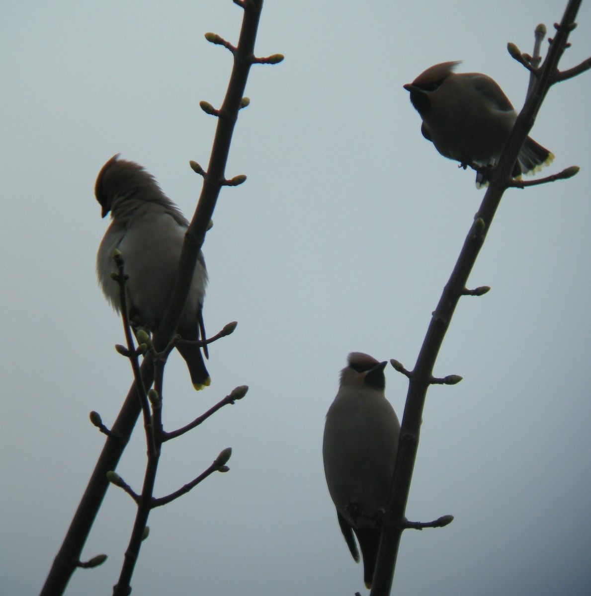 Bohemian Waxwing - ML645339777