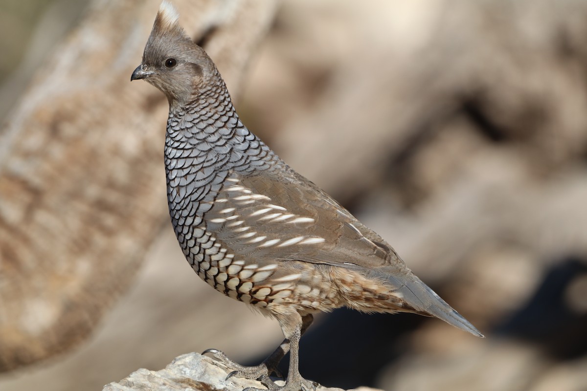 Scaled Quail - ML645339785