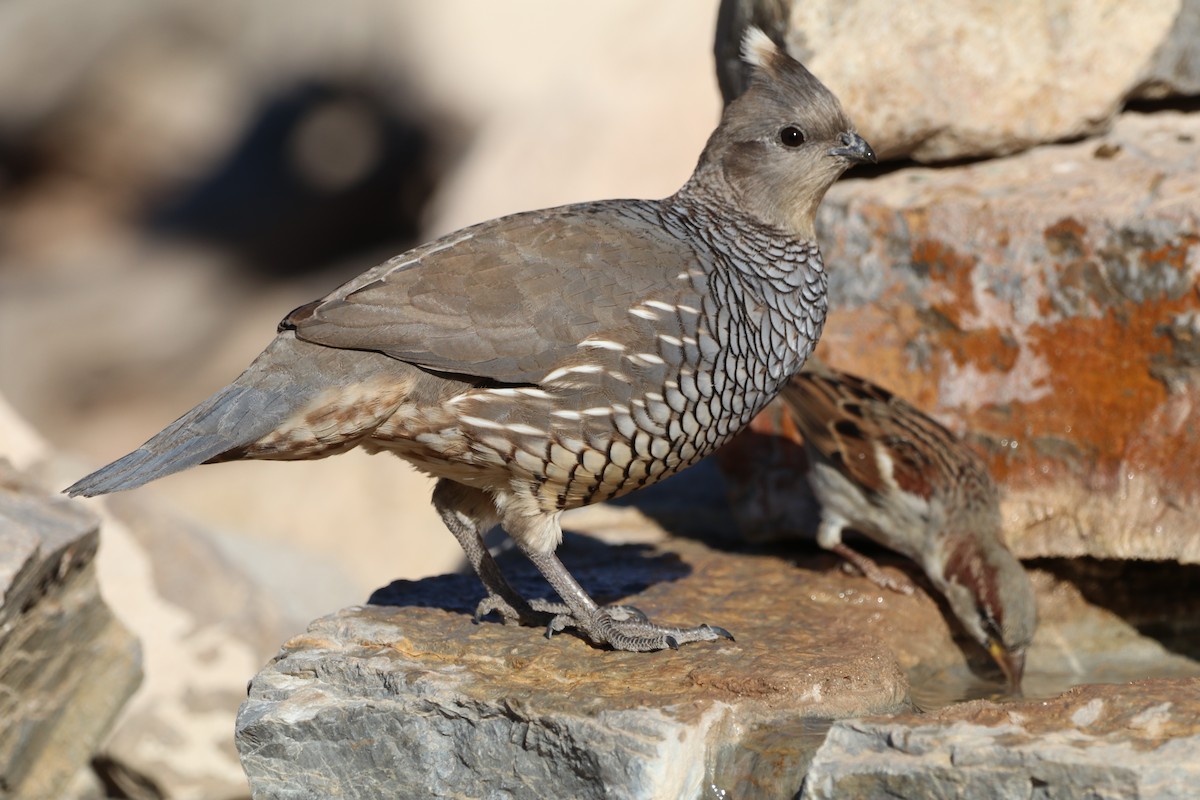 Scaled Quail - ML645339791