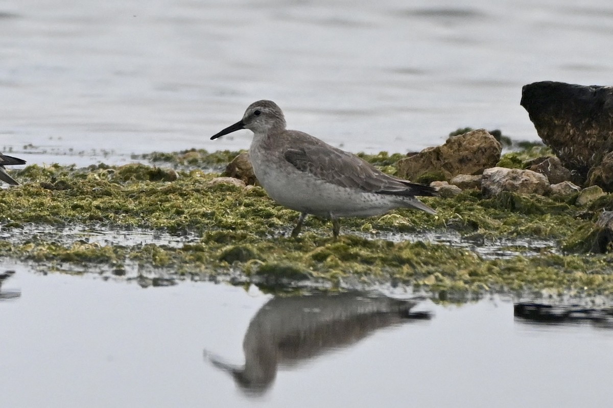 jespák rezavý - ML645339803