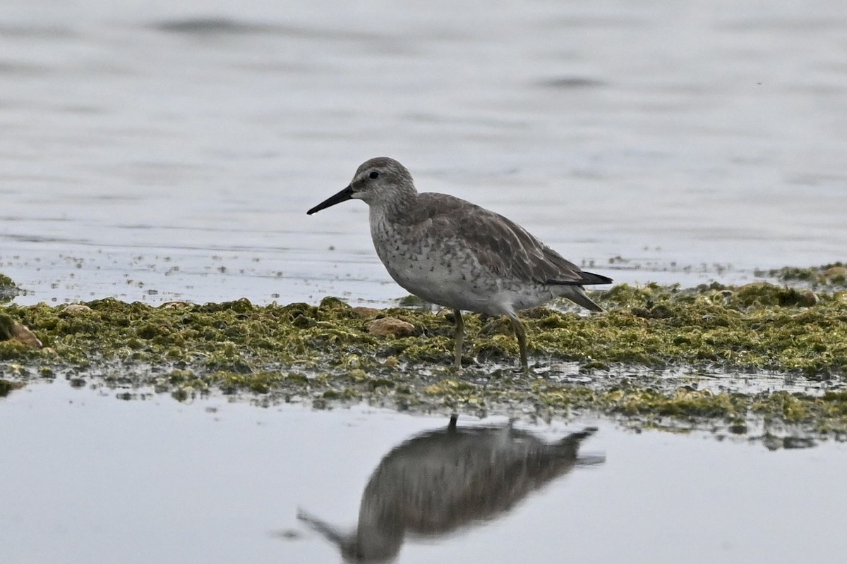 jespák rezavý - ML645339804