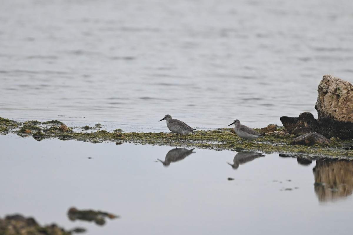 jespák rezavý - ML645339805