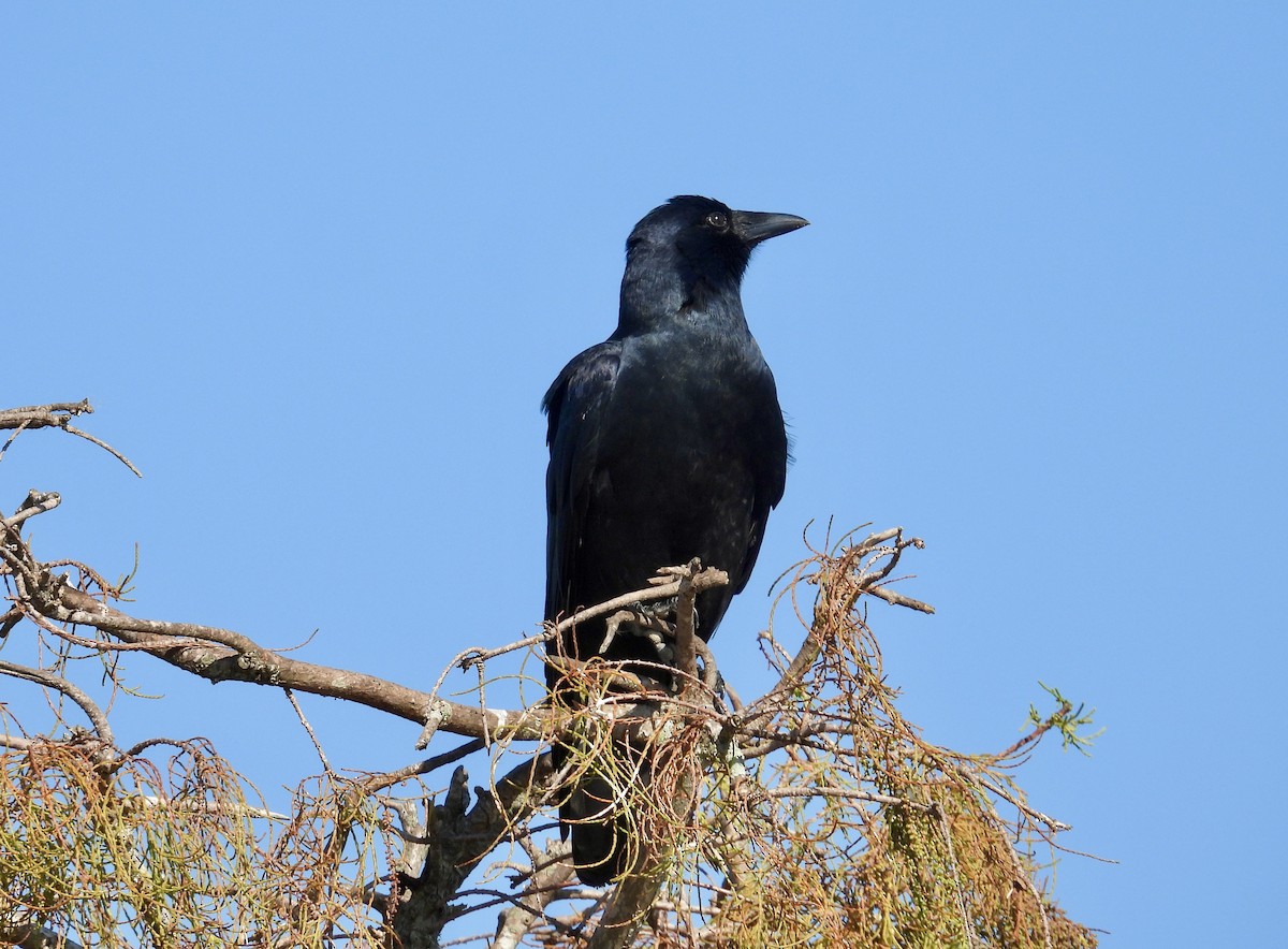 Fish Crow - ML645339815