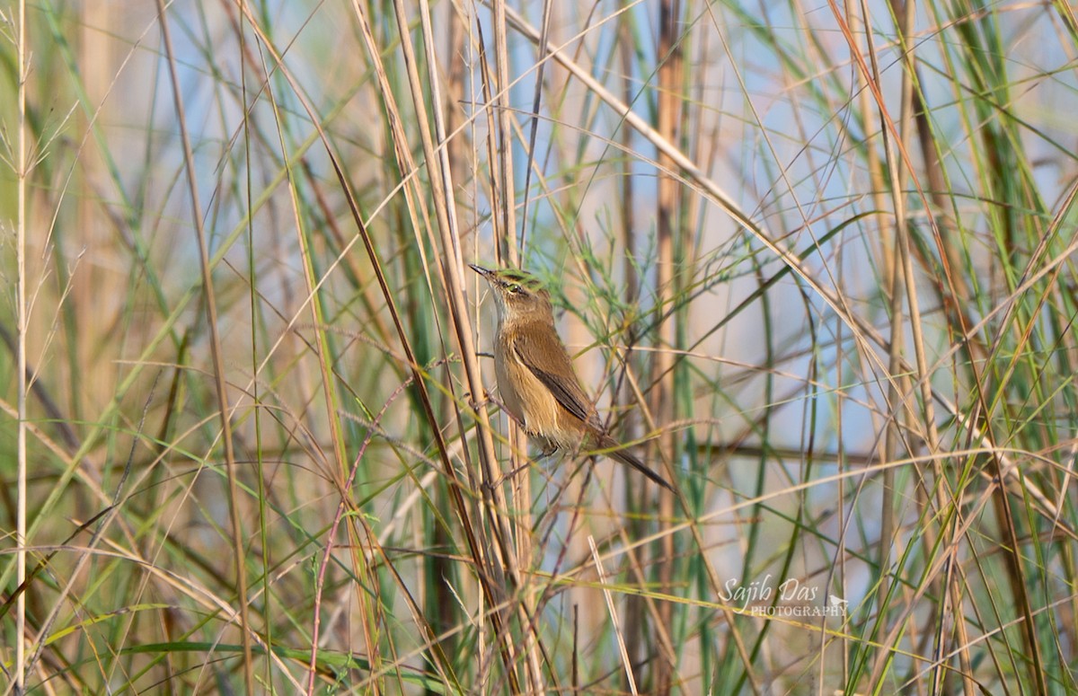 Paddyfield Warbler - ML645339816