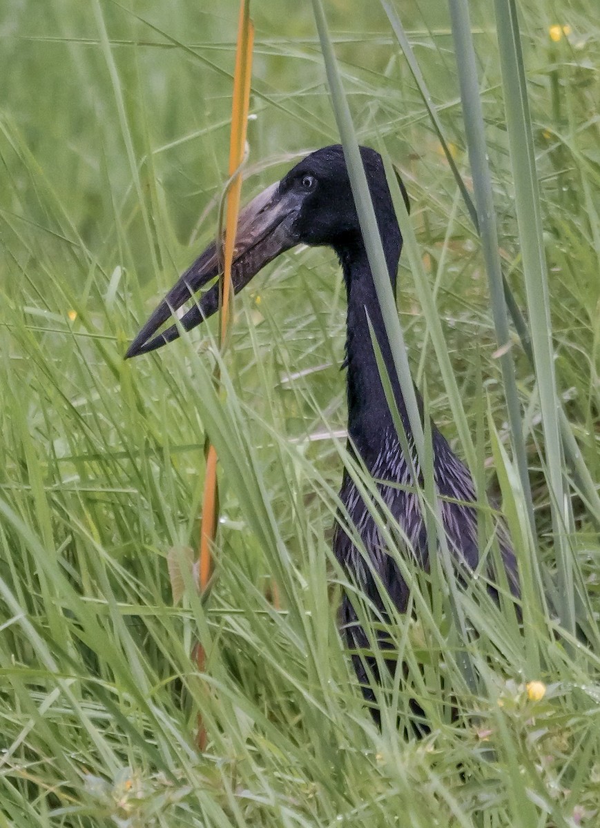 African Openbill - ML645339817