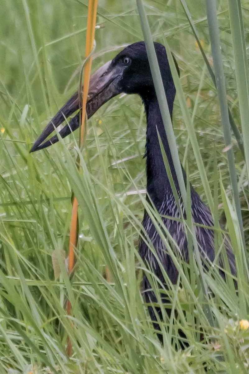 African Openbill - ML645339818