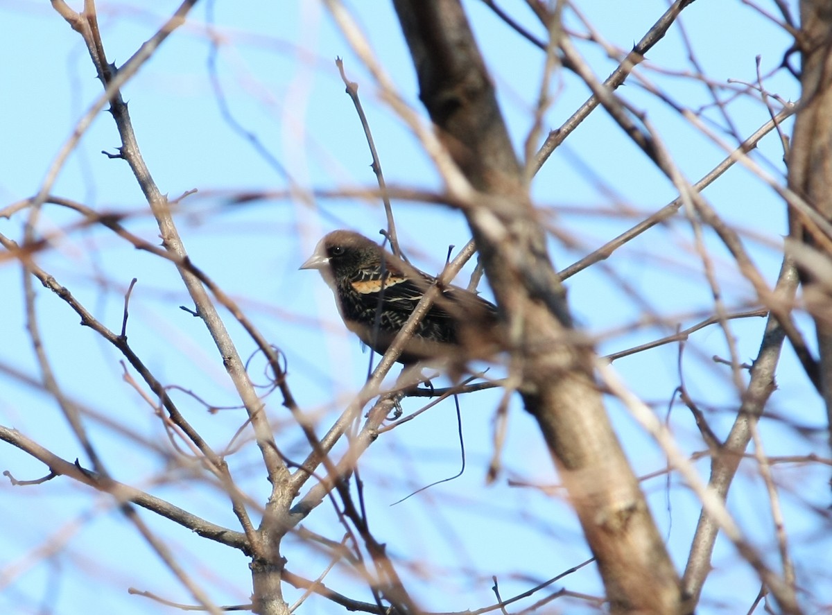 Red-winged Blackbird - ML645339823