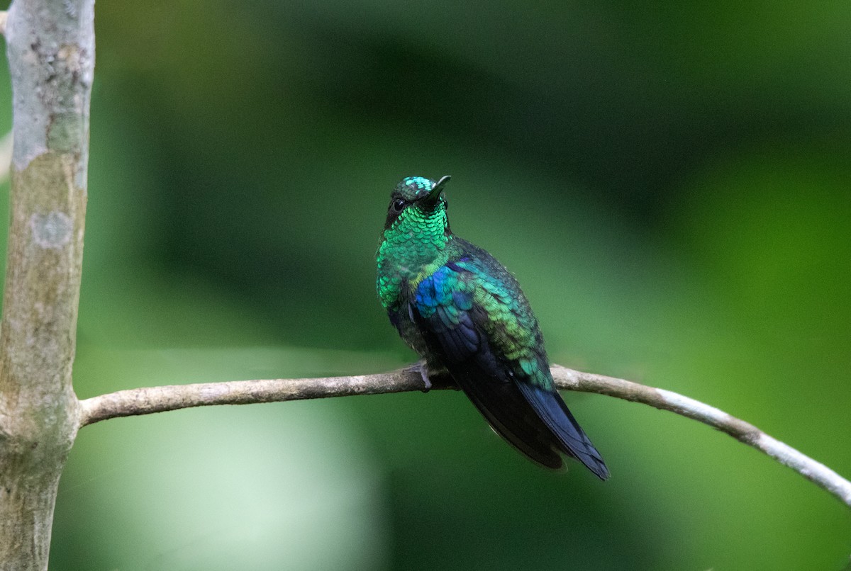 Колібрі-лісовичок фіолетоволобий - ML645339828