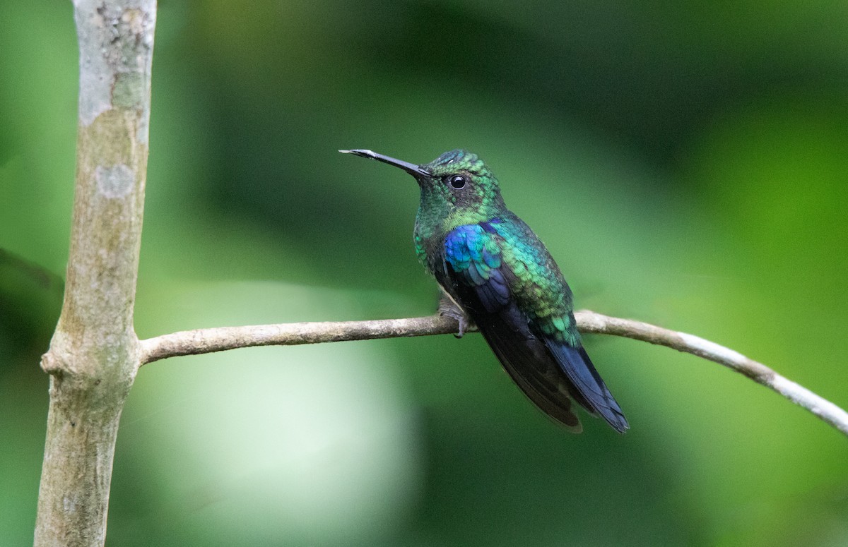 Колібрі-лісовичок фіолетоволобий - ML645339829