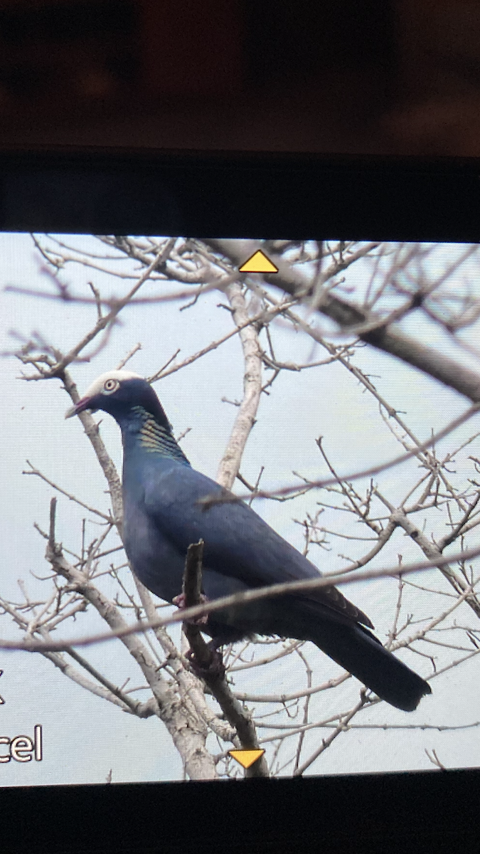 White-crowned Pigeon - ML645339834