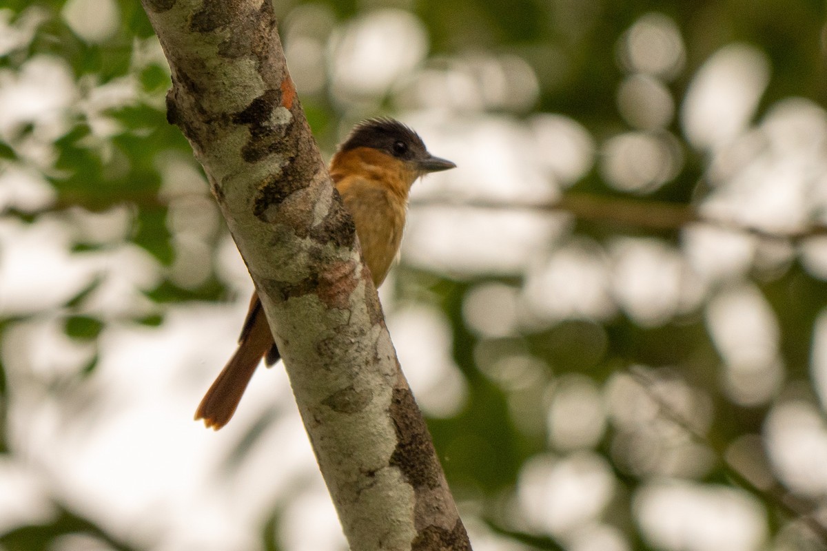 Rose-throated Becard - ML645339836