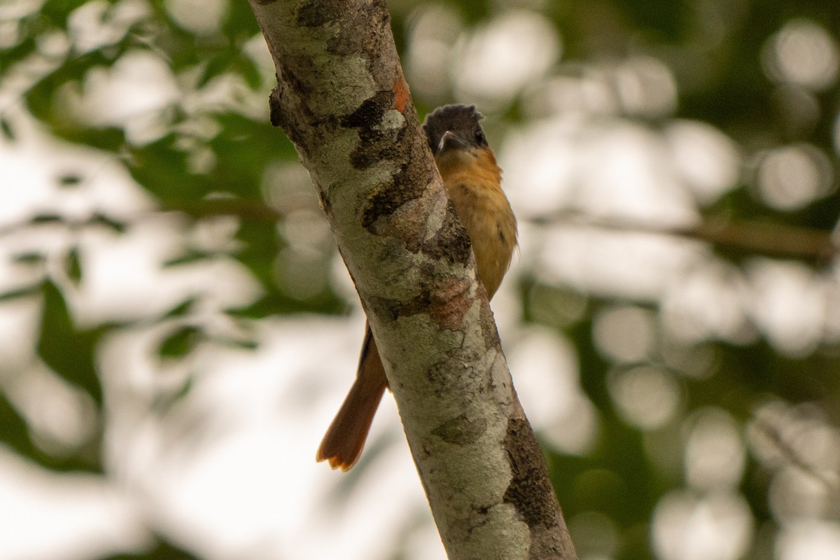 Rose-throated Becard - ML645339837