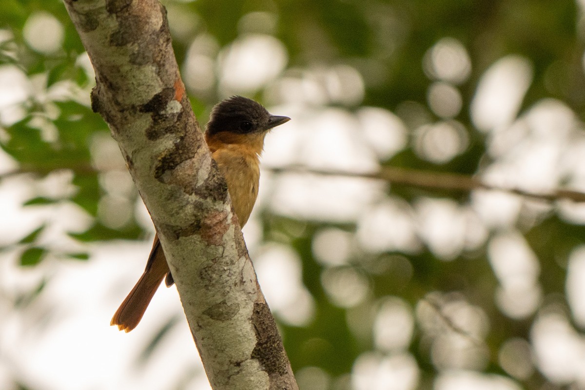 Rose-throated Becard - ML645339838