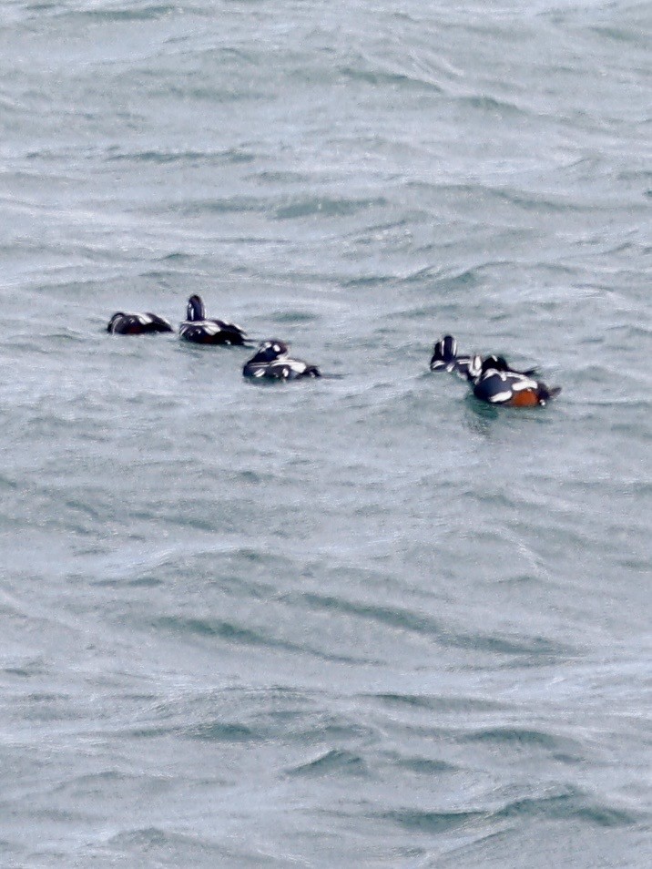 Harlequin Duck - ML645339840