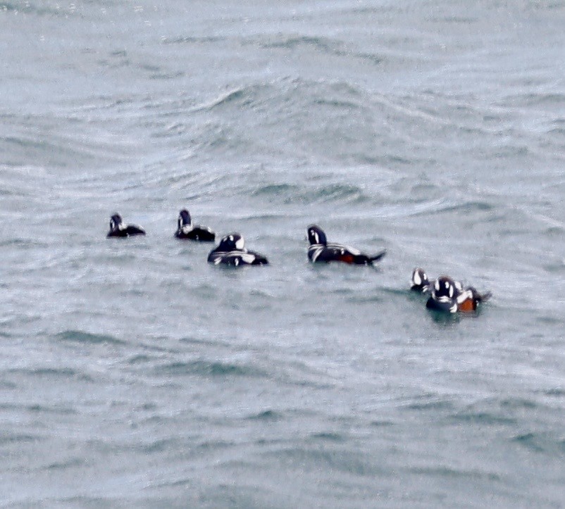 Harlequin Duck - ML645339842