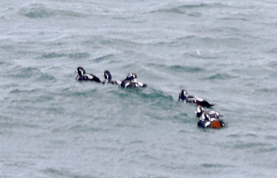 Harlequin Duck - ML645339843