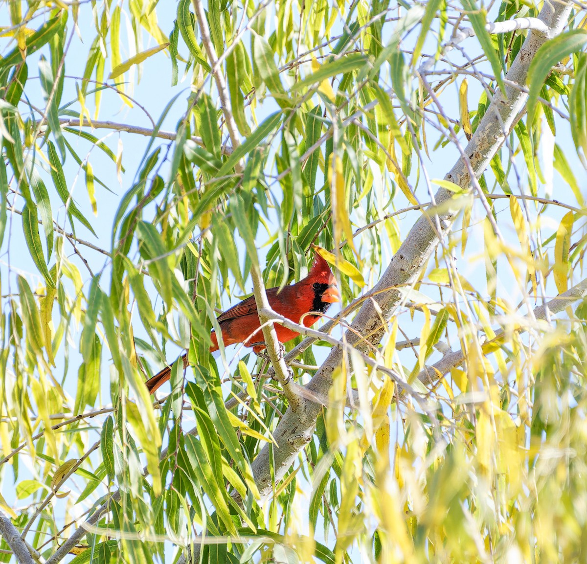 Northern Cardinal - ML645339849