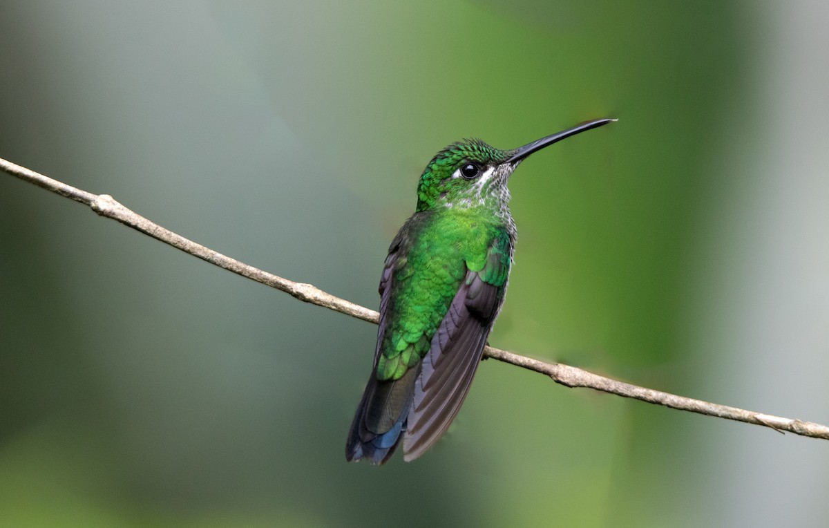 Колібрі-діамант колумбійський - ML645339858