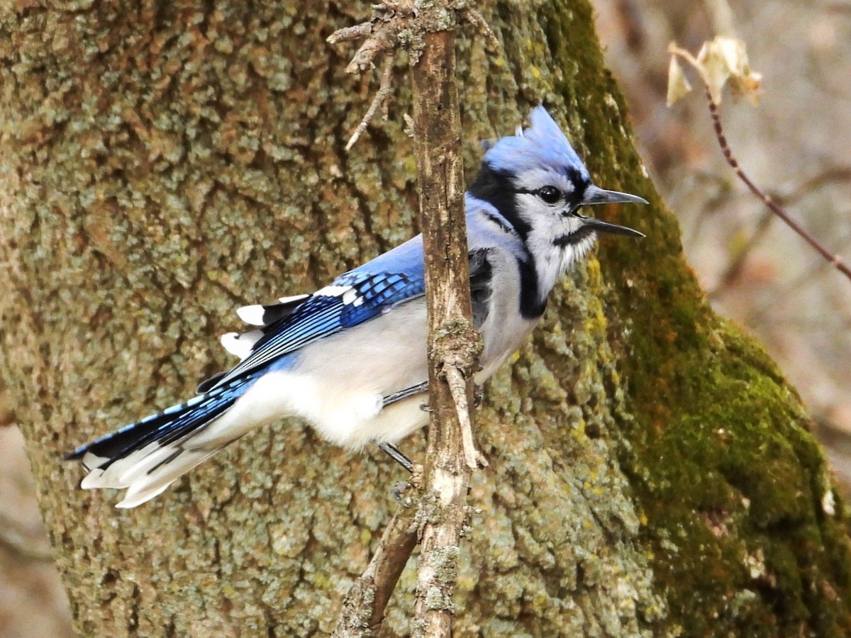 Blue Jay - ML645339869
