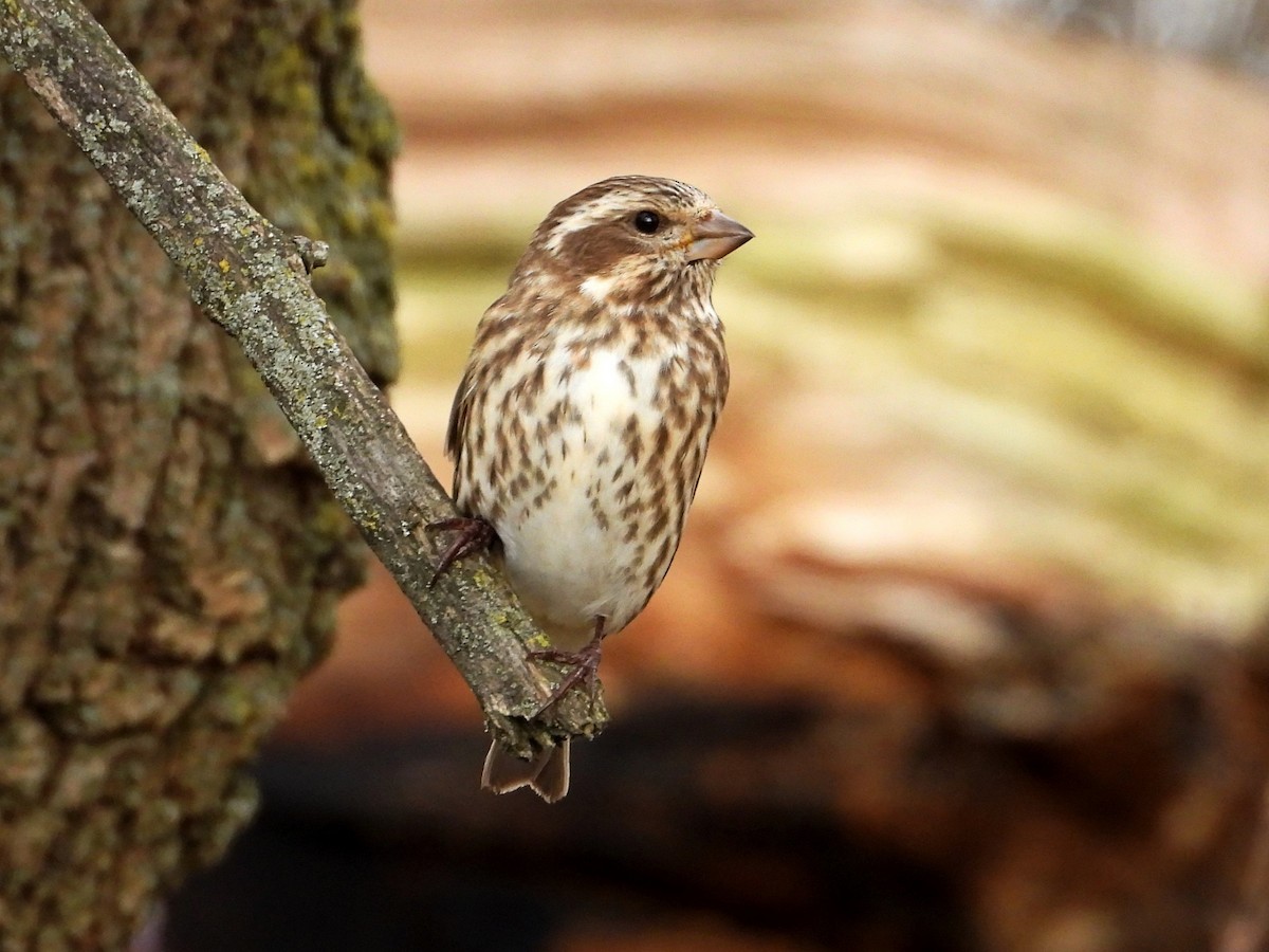 Camachuelo Purpúreo - ML645339875