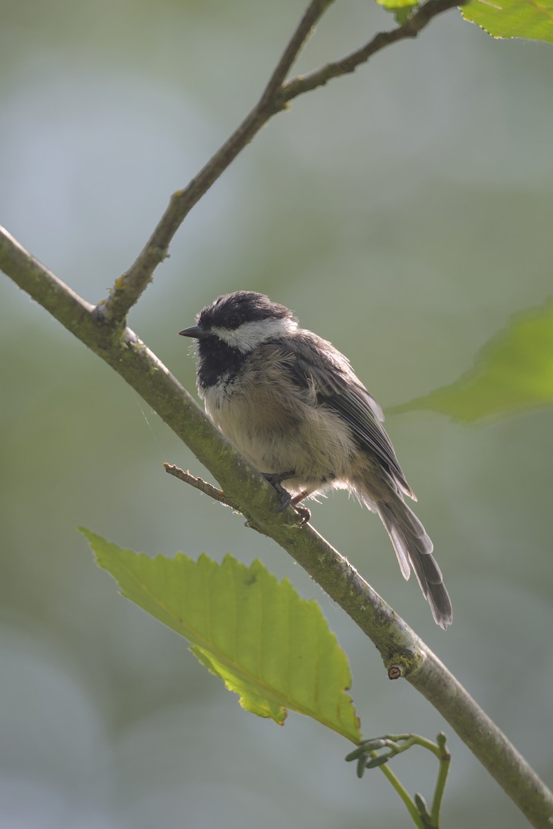 Black-capped Chickadee - ML645339882