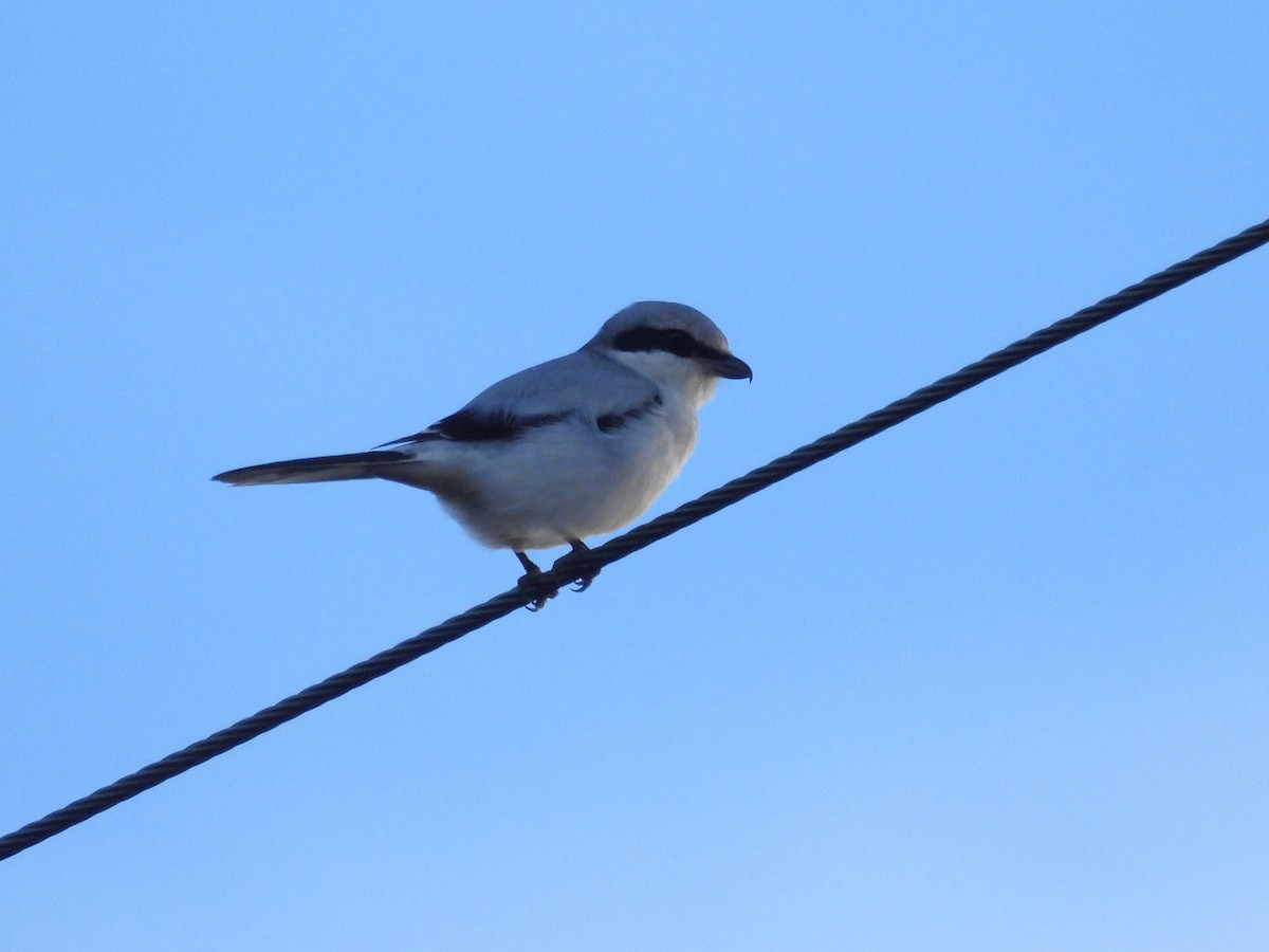 Great Gray Shrike (Great Gray) - ML645339887