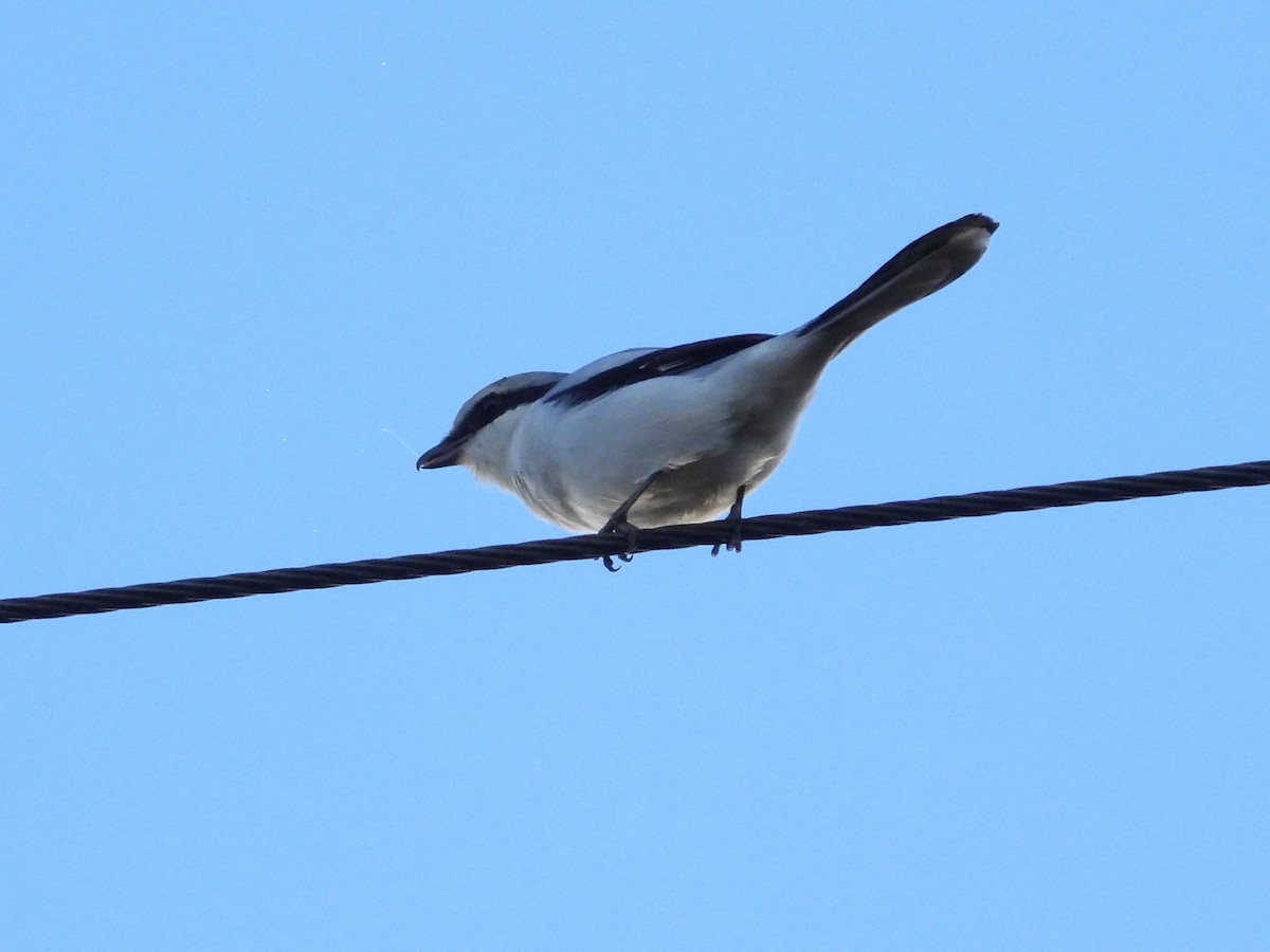 Great Gray Shrike (Great Gray) - ML645339888
