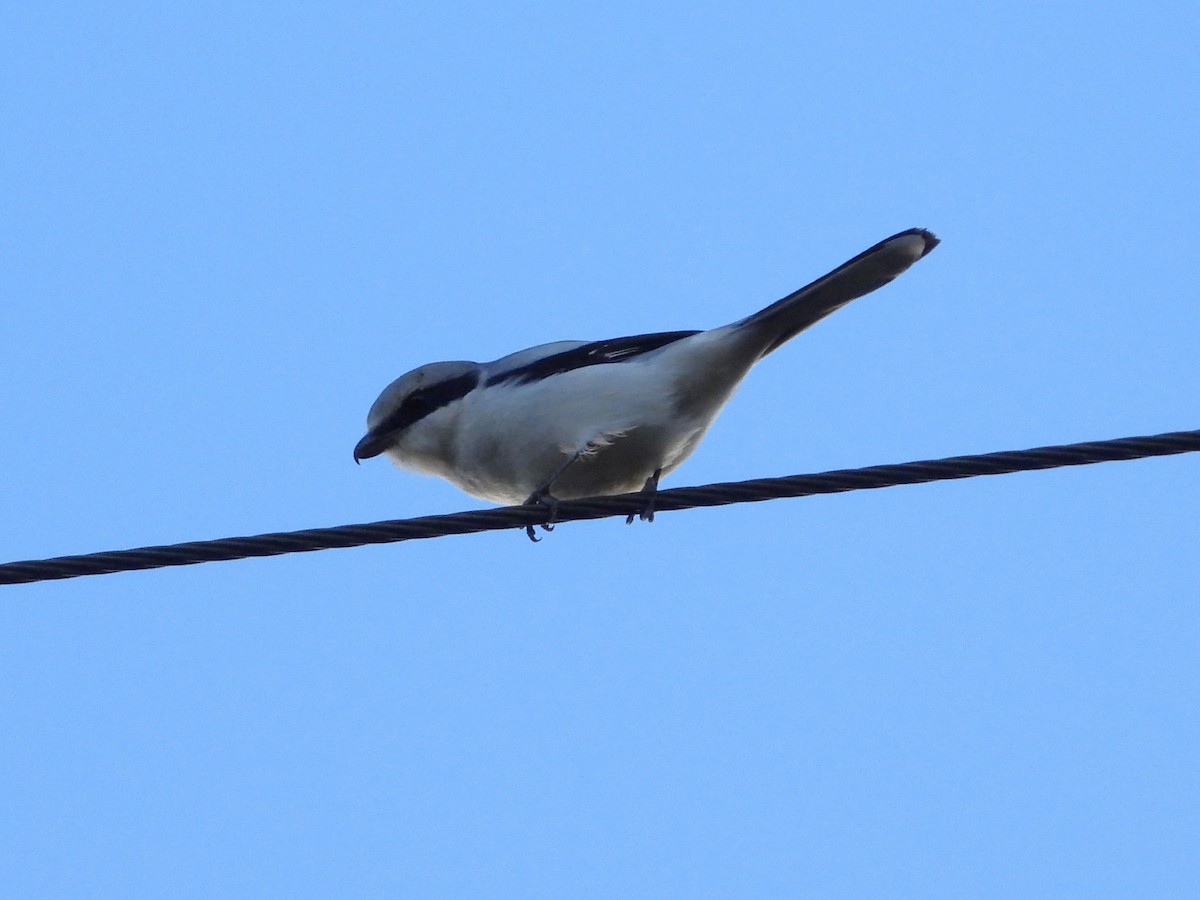Great Gray Shrike (Great Gray) - ML645339889